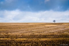 Field and Tree