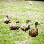 4 ducks in a field watched by a lamb