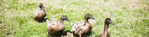 4 ducks in a field watched by a lamb