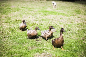 4 ducks in a field watched by a lamb