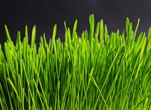 Image of grass